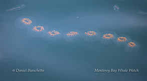 Salps - barrel-shaped gelatinous invertebrates that use muscle contractions to shoot water through their bodies to move forward photo by Daniel Bianchetta