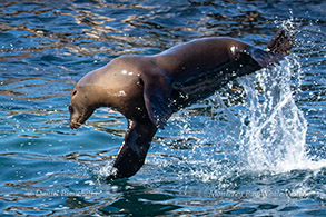 Sea Lion photo by Daniel Bianchetta