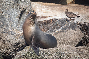 Sea Lion photo by Daniel Bianchetta
