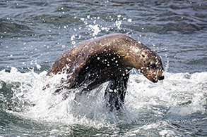 Sea Lion photo by Daniel Bianchetta