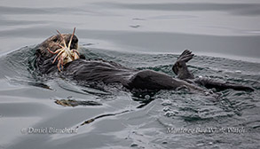 Southern Sea Otter eating a crab photo by Daniel Bianchetta