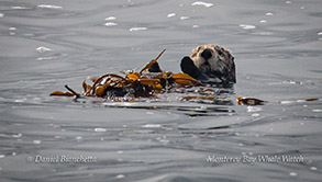 Southern Sea Otter in kelp photo by Daniel Bianchetta