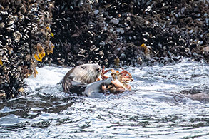 Sea Otter with crab photo by Daniel Bianchetta