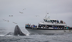 Sea Wolf II and lunge-feeding Humpback Whales photo by Daniel Bianchetta