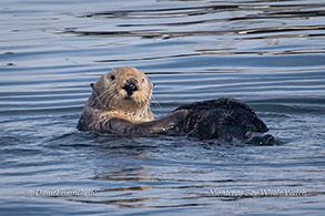 Southern Sea Otter photo by Daniel Bianchetta