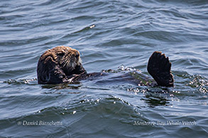 Southern Sea Otter photo by Daniel Bianchetta