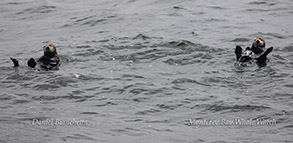 Southern Sea Otters photo by Daniel Bianchetta