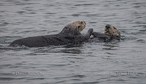 Southern Sea Otters photo by Daniel Bianchetta