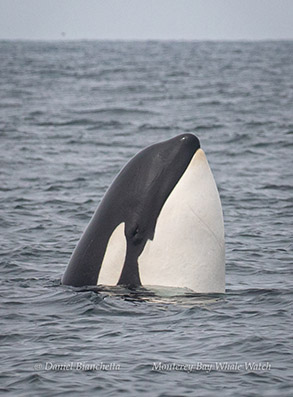 Spyhopping Killer Whale CA39A photo by Daniel Bianchetta