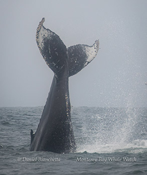 Tail-throwing Humpback Whale photo by Daniel Bianchetta