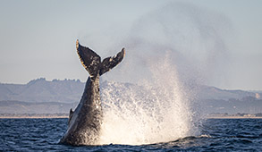 Tail-throwing Humpback Whale photo by Daniel Bianchetta