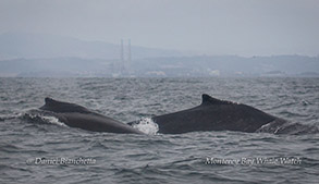 Two HumpbackWhales near Moss Landing photo by Daniel Bianchetta