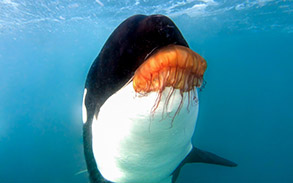 Killer Whale with Sea Nettle photo by Tory Kallman