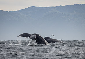 Two Humpback Whales photo by Daniel Bianchetta