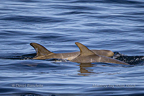 Baby Risso's Dolphin (Note fetal folds) photo by daniel bianchetta