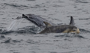 Baby Risso's Dolphin photo by daniel bianchetta