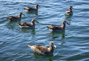 6 Black-footed Albatross photo by Daniel Bianchetta