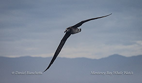 Black-footed Albatross photo by Daniel Bianchetta