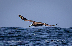 Black-footed Albatross photo by daniel bianchetta