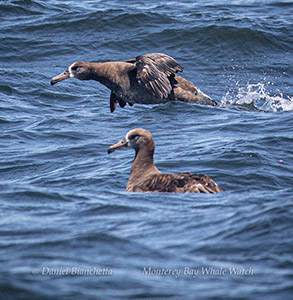 Black-footed Albatross photo by daniel bianchetta