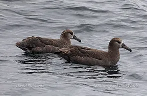 Black-footed Albatross photo by daniel bianchetta