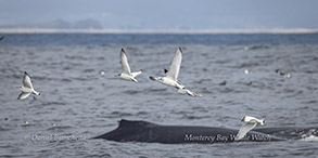 Black-legged Kittiwakes flying by Humpback Whale photo by Daniel Bianchetta