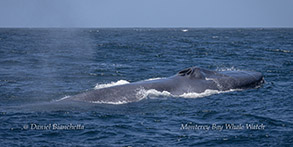 Blue Whale coming up for a breath photo by daniel bianchetta