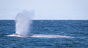 Blue Whale photo by daniel bianchetta