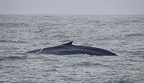 Blue Whale photo by daniel bianchetta