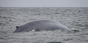 Blue Whale surfacing in the fog photo by daniel bianchetta