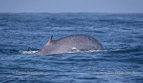 Blue Whale starting to dive photo by daniel bianchetta