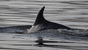 Bottlenose Dolphin photo by daniel bianchetta