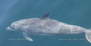 Bottlenose Dolphin photo by daniel bianchetta