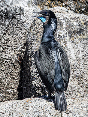 Brandt's Cormorant photo by Daniel Bianchetta