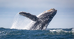 Breaching Humpback Whale calf photo by daniel bianchetta