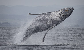 Breaching Humpback Whale photo by Daniel Bianchetta