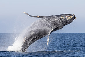 Breaching Humpback Whale photo by daniel bianchetta