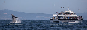 Breaching Humpback Whale near Blackfin photo by daniel bianchetta