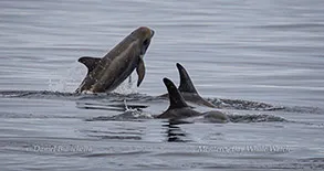 Breaching Risso's Dolphin photo by daniel bianchetta