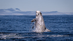 Breaching Risso's Dolphin photo by daniel bianchetta