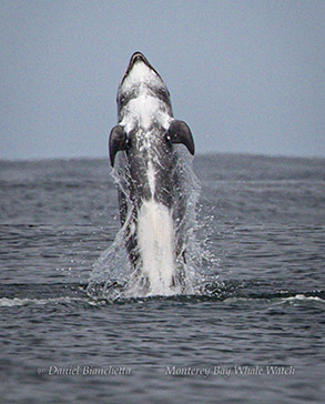 Breaching Risso's Dolphin photo by daniel bianchetta