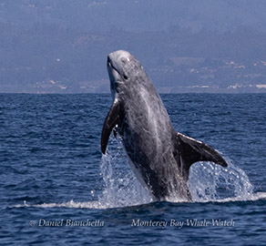 Breaching Risso's Dolphin photo by daniel bianchetta