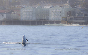 Breaching Risso's Dolphin photo by daniel bianchetta