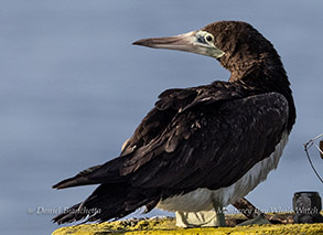 Brown Booby photo by daniel bianchetta
