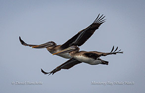 Brown Pelicans photo by Daniel Bianchetta