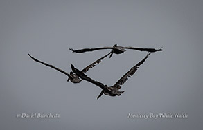 Brown Pelicans photo by daniel bianchetta