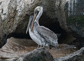 Brown Pelicans on breakwater photo by daniel bianchetta