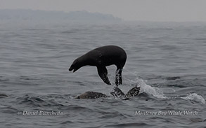 California Sea Lion jumping photo by daniel bianchetta