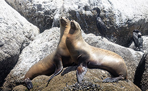 California Sea Lions and Cormorants photo by daniel bianchetta