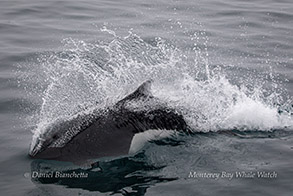  Dall's Porpoise photo by daniel bianchetta